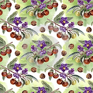 Hand drawn watercolor Australian spice plant Solanum centrale seamless pattern with watercolor spine. photo