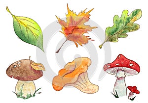 Hand drawn watercolor autumn set of leaves and mushroom isolated on white background.