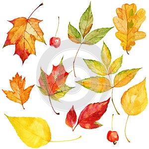 Hand drawn watercolor autumnal colorful leaves and berries