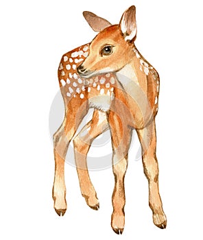 Hand drawn watercolor of baby deer. Stock illustration of fawn isolated on white background