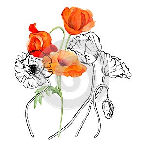 Hand drawn watercolor botanical illustration flowers leaves. Red poppy papaver, stems buds seedpods. Field bouquet