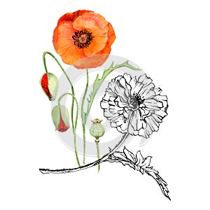 Hand drawn watercolor botanical illustration flowers leaves. Red poppy papaver, stems buds seedpods. Field bouquet