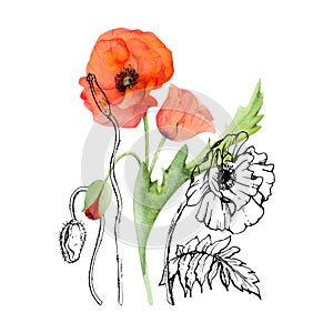 Hand drawn watercolor botanical illustration flowers leaves. Red poppy papaver, stems buds seedpods. Field bouquet