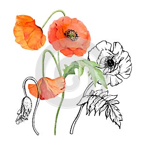 Hand drawn watercolor botanical illustration flowers leaves. Red poppy papaver, stems buds seedpods. Field bouquet