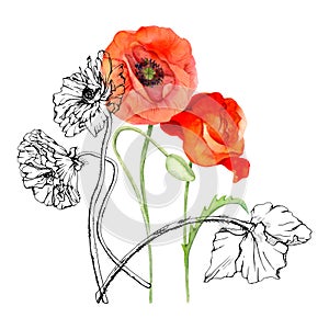 Hand drawn watercolor botanical illustration flowers leaves. Red poppy papaver, stems buds seedpods. Field bouquet