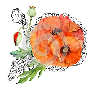 Hand drawn watercolor botanical illustration flowers leaves. Red poppy papaver, stems buds seedpods. Field bouquet