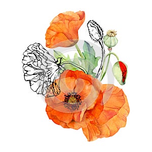 Hand drawn watercolor botanical illustration flowers leaves. Red poppy papaver, stems buds seedpods. Field bouquet