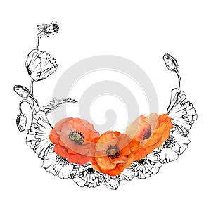Hand drawn watercolor botanical illustration flowers leaves. Red poppy papaver, stems buds seedpods. Wreath frame