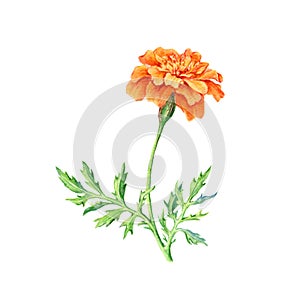 Hand drawn watercolor botanical illustration of Marigold flower. photo