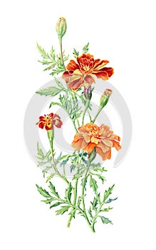 Hand drawn watercolor botanical illustration of Marigold flower photo