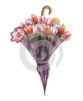 Hand drawn watercolor bouquet of tulips in closed umbrella