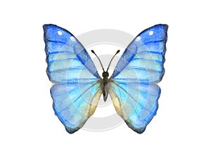 Hand drawn watercolor butterfly Morpho Aega isolated on white photo