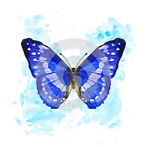 Hand drawn watercolor butterfly Morpho Cypris on splattered background