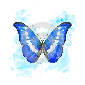 Hand drawn watercolor butterfly Morpho Helena on splattered background