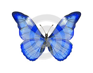 Hand drawn watercolor butterfly Morpho Rhetenor isolated on white