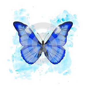 Hand drawn watercolor butterfly Morpho Rhetenor on splattered background