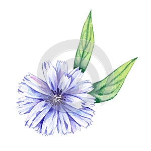 Hand drawn watercolor chicory flower