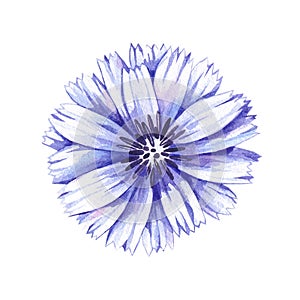 Hand drawn watercolor chicory flower