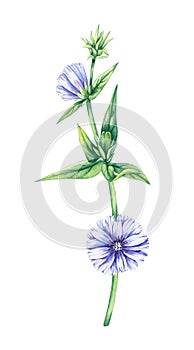 Hand drawn watercolor chicory flower