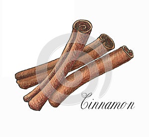 Hand drawn watercolor cinnamon sticks isolated on the white background.
