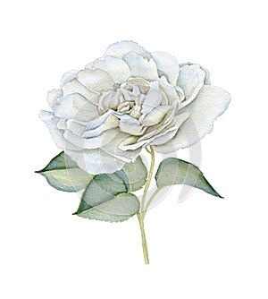 Hand drawn watercolor delicate white rose