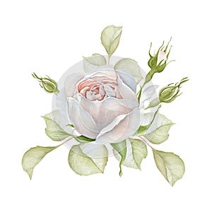 Hand drawn watercolor delicate white rose bouquet