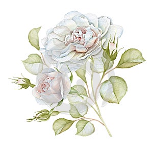 Hand drawn watercolor delicate white roses bouquet