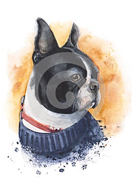 Hand drawn watercolor dog illustration. Boston-terrier in sweater portrait