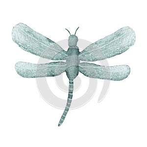 Hand drawn watercolor dragonfly isolated on white background. Cute cartoon insect