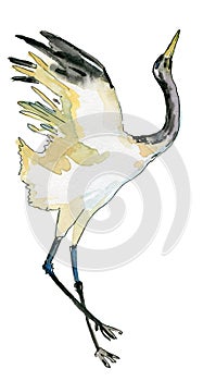 Hand-drawn watercolor drawing of the Japanese dancing crane. Illustration of the bird on the white background