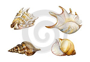 Hand drawn watercolor elements. Assorted sea shells, spiral pearl, dark brown and gold. Isolated on white background