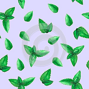 Hand drawn watercolor endless pattern with lot of peppermint leaves on purple background. Herbal