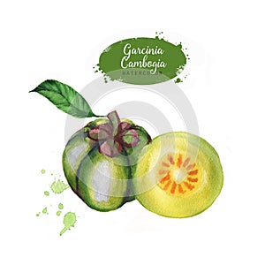 Hand drawn watercolor garcinia cambogia fresh fruit, isolated on white background