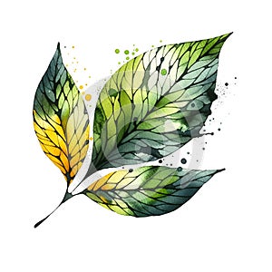 Hand drawn watercolor green yellow colors leaves with splashes and drops. Decorative branch with leaves drawing botanical vector