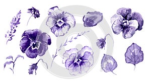 Hand drawn watercolor illustration African Violet Flowers photo
