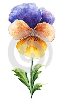 Hand drawn watercolor illustration of blue, orange and yellow pansy flower isolated on white background