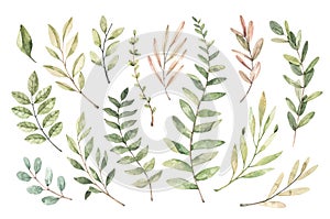 Hand drawn watercolor illustration. Botanical clipart with branches and leaves. Greenery. Floral Design elements. Perfect for