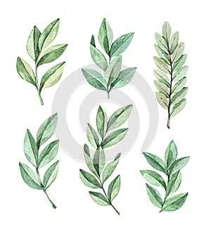 Hand drawn watercolor illustration. Botanical clipart with eucalyptus branches and leaves. Greenery. Floral Design elements.