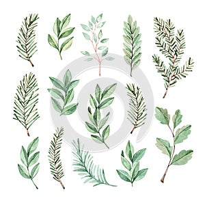 Hand drawn watercolor illustration. Botanical clipart with eucalyptus and fir-tree branches. Greenery. Floral Design elements.