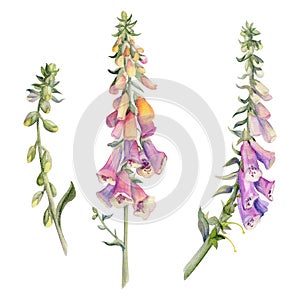 Hand drawn watercolor illustration botanical flower leaves. Foxglove snapdragon delphinium lupin beardtongue bell