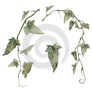 Hand drawn watercolor illustration botanical. Green ivy hanging tendril vine climber liana creeper plant leaves. Single