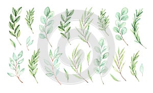 Hand drawn watercolor illustration. Botanical, vector, spring elements eucalyptus, fir-tree branches, leaves. Greenery. Floral