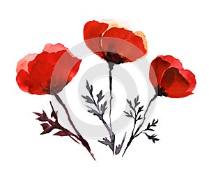 Hand drawn watercolor illustration. Bright red field poppies delicate transparent petals on a thin dark stem. Simple easy drawing