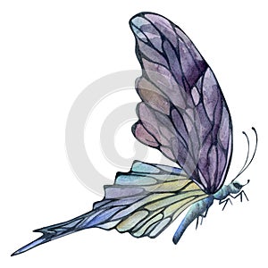 Hand drawn watercolor illustration butterfly fairy wings gem crystal insect moth. Amethyst opal moonstone fluorite pearl