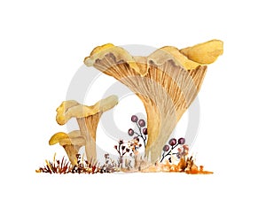 Hand drawn watercolor illustration of chanterelle cibarius edible wild fungi mushrooms in autumn fall wood. Orange