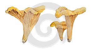 Hand drawn watercolor illustration of chanterelle cibarius edible wild fungi mushrooms. Orange yellow fungus in wood woodland