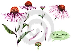 Hand-drawn watercolor illustration of the echinacea plant