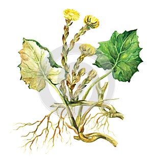 Hand drawn watercolor illustration flower Tussilago Farfara, Foalfoot, Coltsfoot medicinal plant isolated on white background
