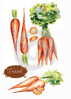 Hand drawn watercolor illustration of fresh orange ripe carrots