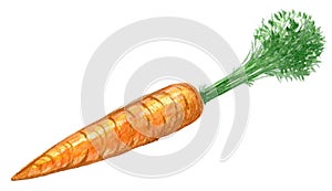 Hand drawn watercolor illustration of fresh orange ripe carrots. Isolated on the white background
